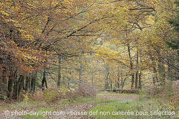 bois en automne